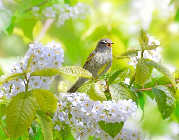 Птицы в весеннем лесу