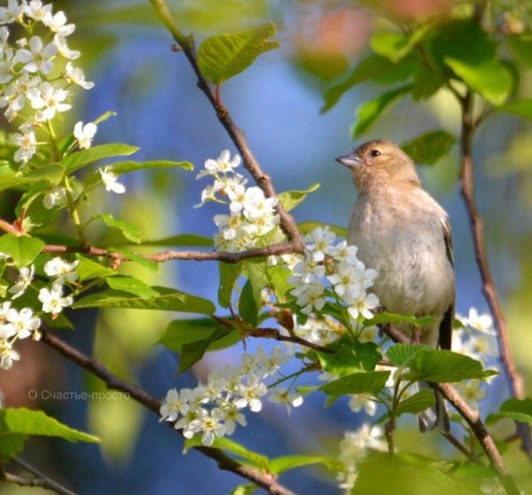 Весенний Соловей