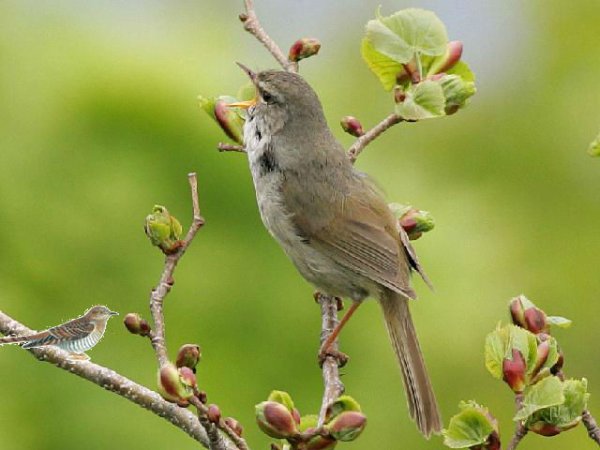 Соловей на ветке
