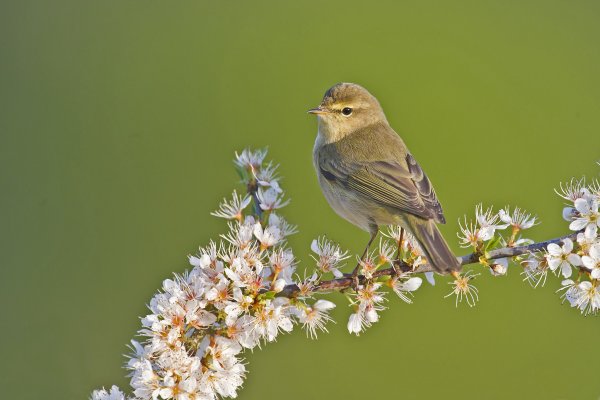 Пеночка Зяблик Сойка