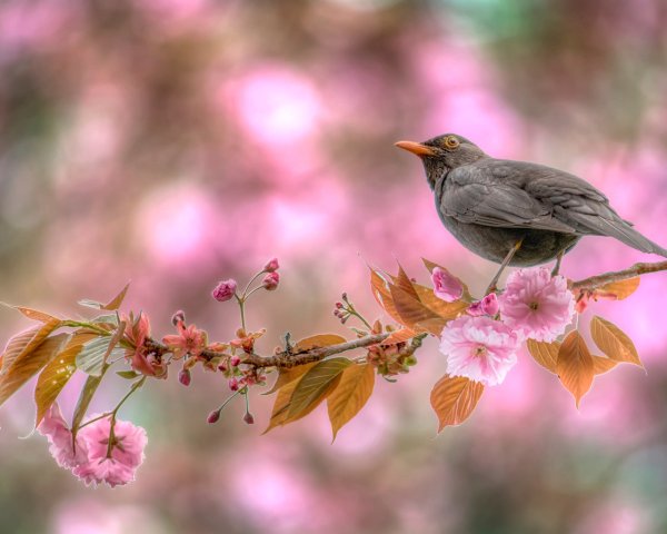 Соловей Соловей Пташечка