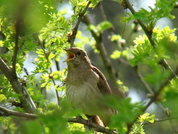 Соловьиная роща Соловей