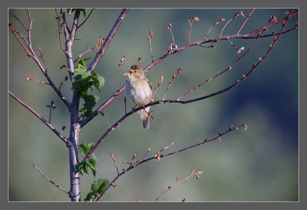 Жаворонок поет весной