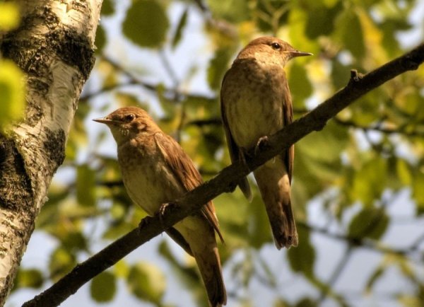 Певчие птицы весной