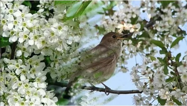 Соловей в черемухе