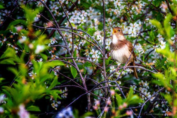 Соловей поет в саду