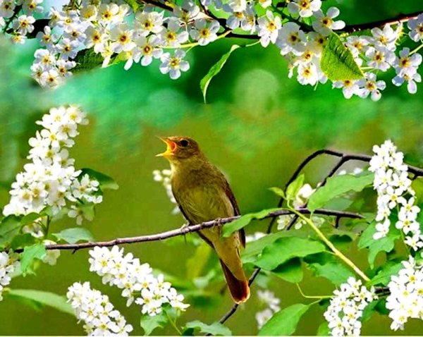 Борис и Глеб Сеятели 15 мая