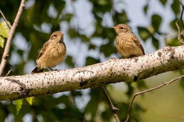 Два соловья