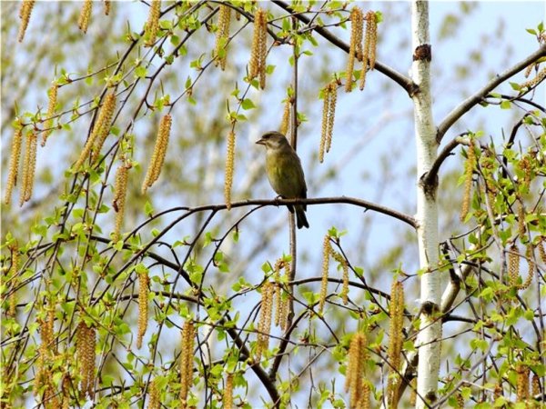 Соловей на ветке березы