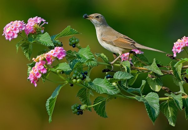 Соловей на ветке