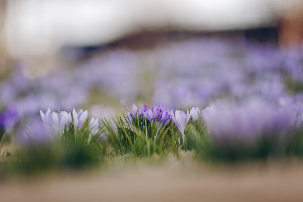 Заставка на рабочий стол подснежники