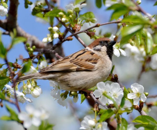 Воробушки весной