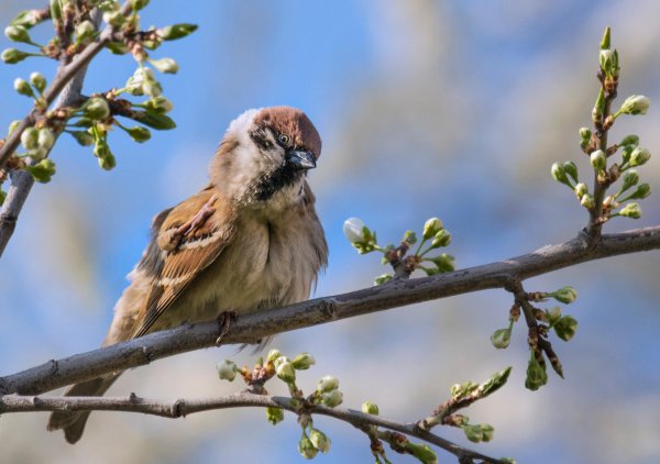 Весна и воробушки