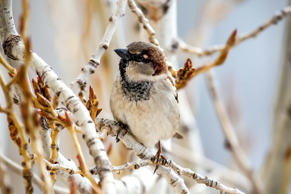 Воробей и Воробушек