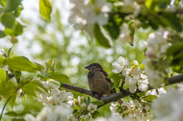 Весна воробьи на ветке