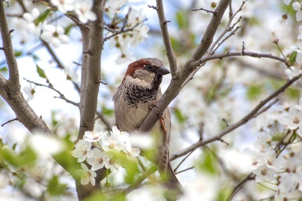 Воробьи весной