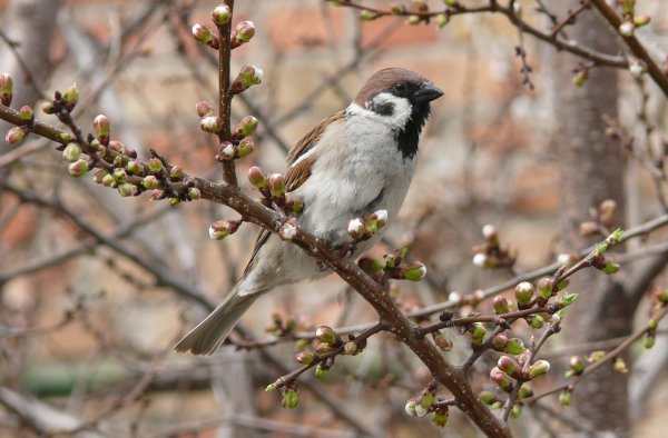 Воробушки весной