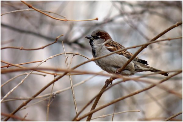 Воробьи весной
