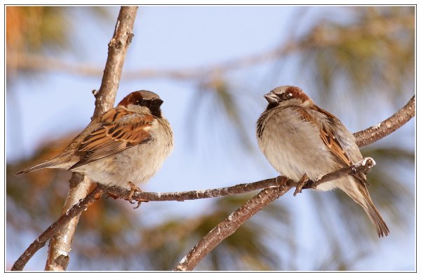 Воробьи ранней весной