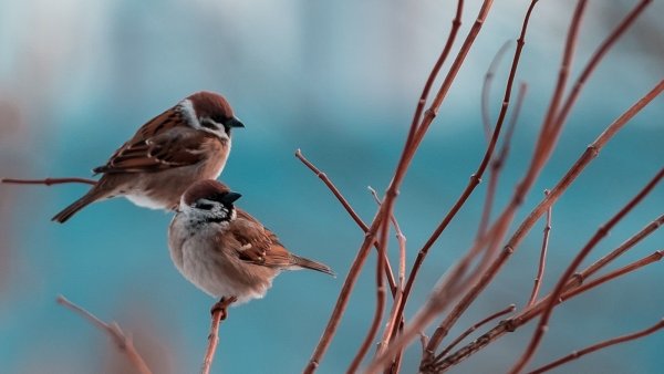 Воробей на ветке