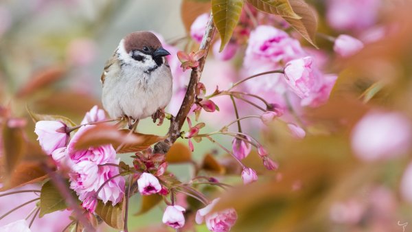 Птичка на цветущей ветке