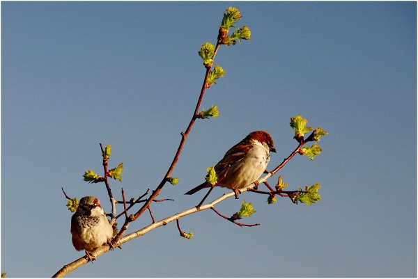 Воробушек на ветке