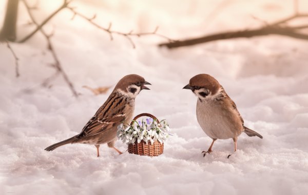 Воробушек в снегу