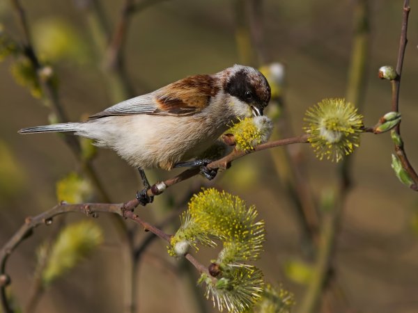 Лесной Воробей