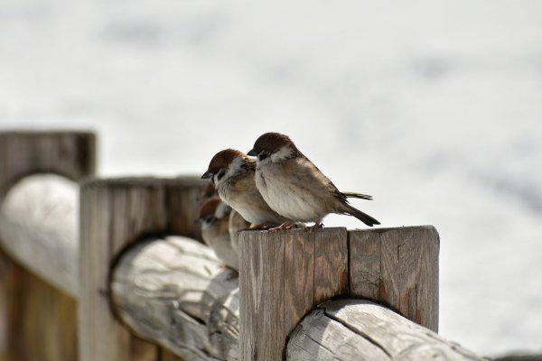 Воробьи - барометры природы
