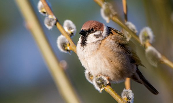 Воробей на вербе