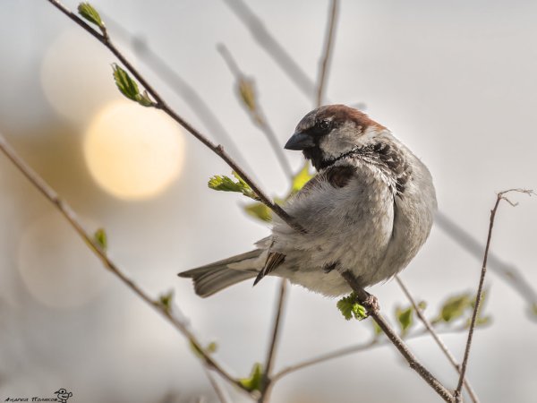 Весенний Воробей
