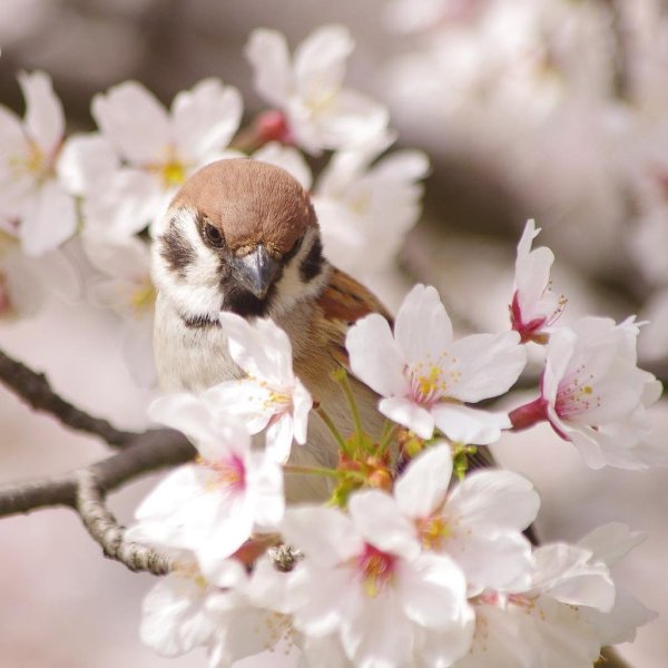 Японский Воробей