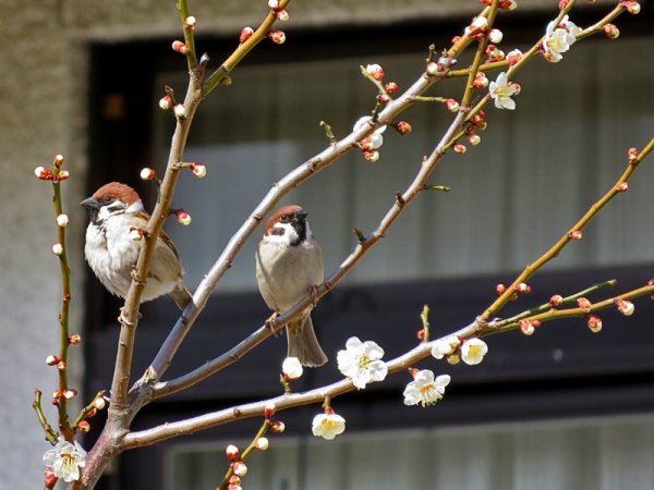 Воробьи весной