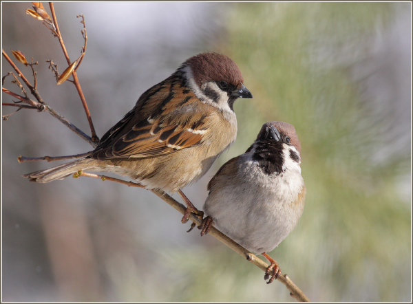 Воробей на ветке