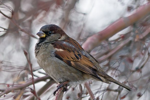Весна воробьи