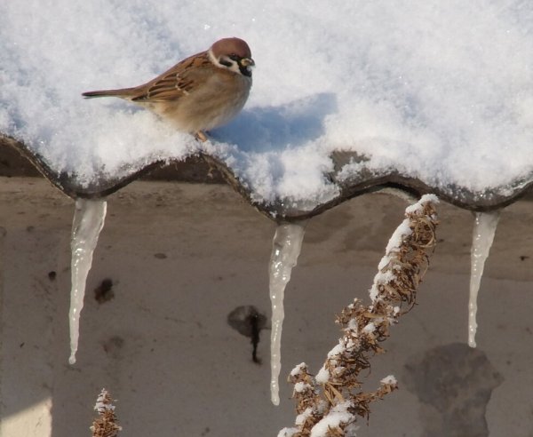 Воробей и сосулька