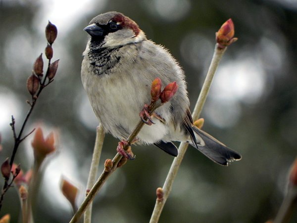 Весенний Воробей