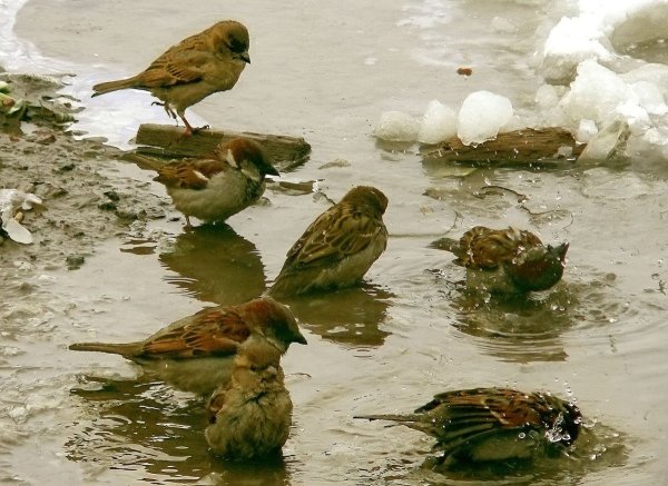 Воробьи весной