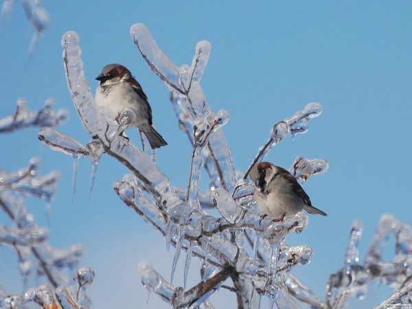 Воробей зима