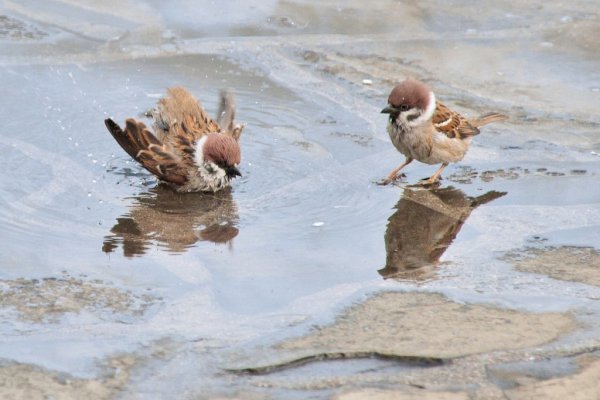 Воробьи купаются в луже