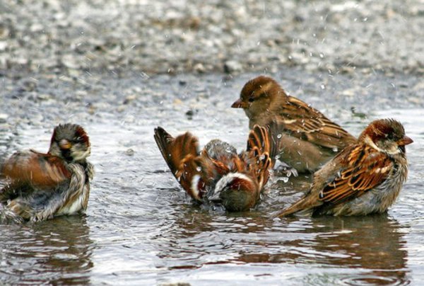 Воробьи купаются в луже