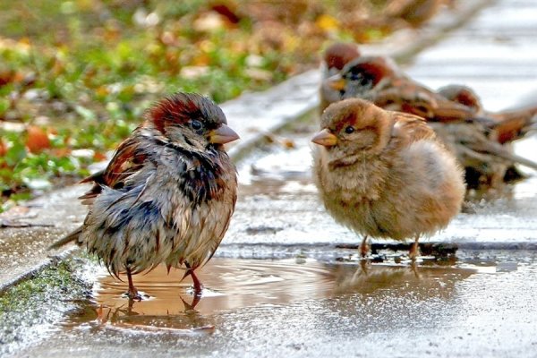 Воробей в луже