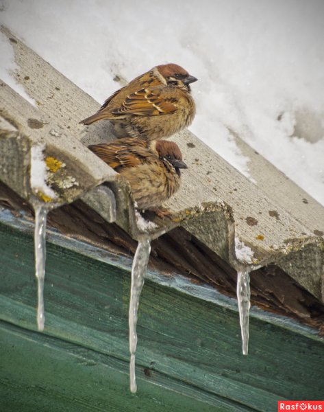 Воробей на крыше