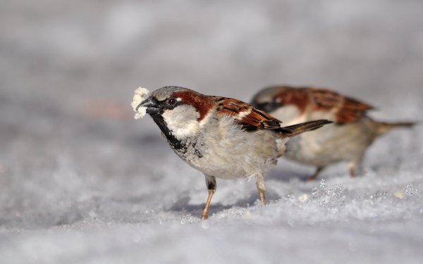 Воробей клюет крошки