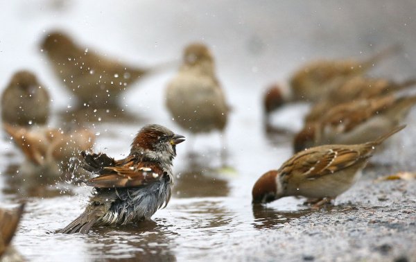 Воробушек купается в луже