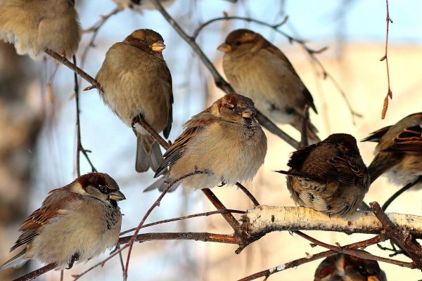 Весенние городские птицы