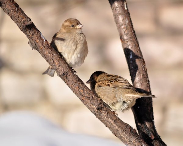 Воробей поет