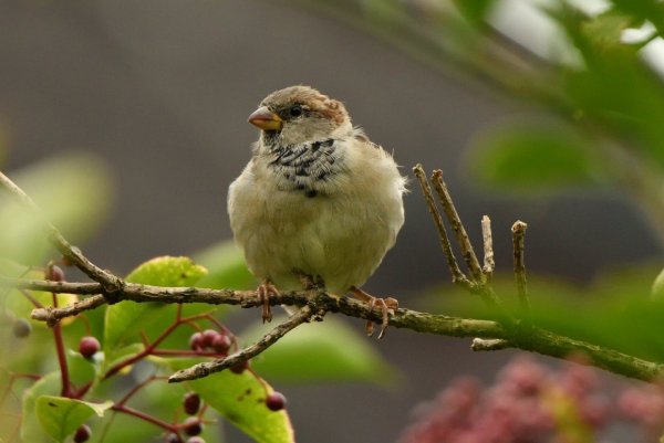 Птичка сидит