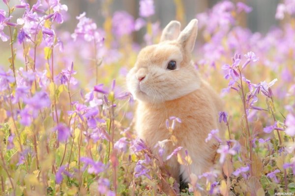 Кролик с цветочком