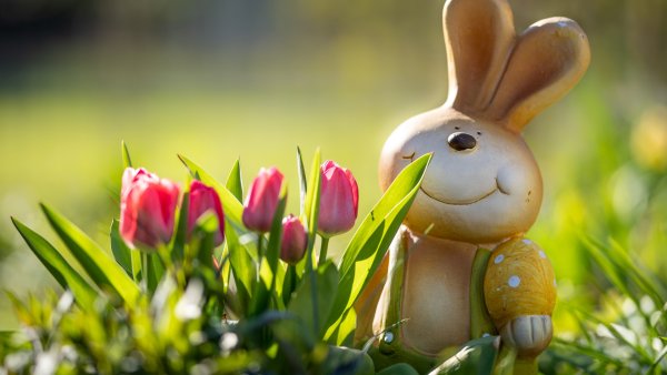 Весенний кролик